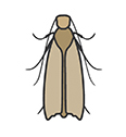 Clothes Moths