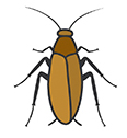 Cockroaches