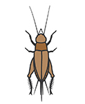 Crickets