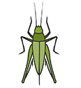 Grasshoppers