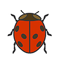 Ladybugs