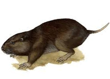 Gophers